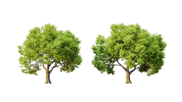 Growing trees isolated with alpha.3D animation growth grow from small to large, Horn Beam trees animate in the wind include alpha channel tree. Tree isolated Separated with alpha channel.