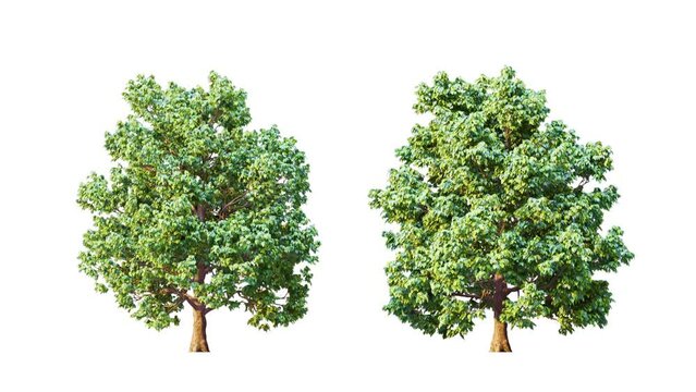 Growing trees isolated with alpha.3D animation growth grow from small to large, Gyadecia trees animate in the wind include alpha channel tree. Tree isolated Separated with alpha channel.