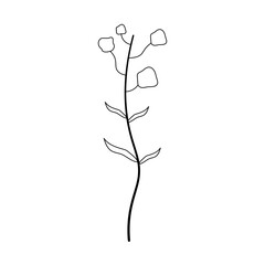 Botanical Line Drawing