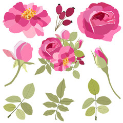 PNG set of hand drawn roses on a translucent background,Isolated illustration of blooming flowers and leaves