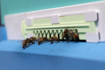 Bees enter modern hive close-up, shallow depth of field.