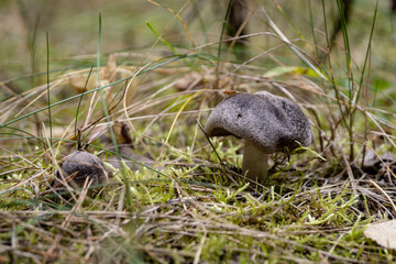 Mushrooms in the nature.Tricholoma terreum, commonly known as the grey knight or dirty tricholoma