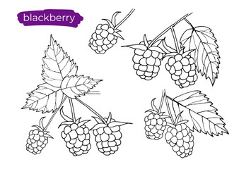Blackberry with leaves on white background. Hand drawn black and white vector illustration, line art.