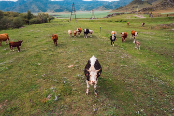 Eco farm Cows graze in meadows of Altai mountains, Aerial top view