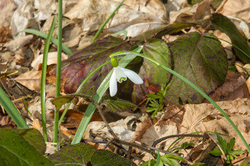 Naklejka na ściany i meble Snowdrop Spring flower in forest.
