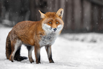 A fox runs across a snowy meadow.