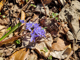 Early Spring flower in forest.