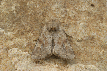 Closeup on a rustic shoulder-knot or bordered apamea sordens owlet moth