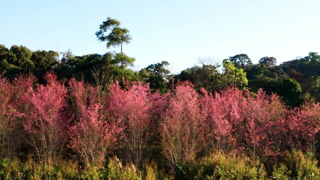 Aerial view drone fly over flower pink blossom Sakura flower or Prunus Cerasoides full bloom in Ban Rong Kla Village. Phu Lom Lo Mountain popular place for visit from tourism when pink sakura blossom