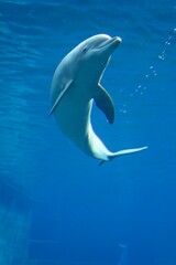 dolphin © Simon