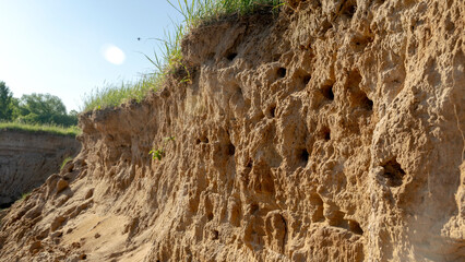 swallows' nests in the sandy shore