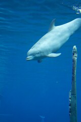 Naklejka premium dolphin