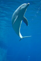 dolphin in the water © Simon