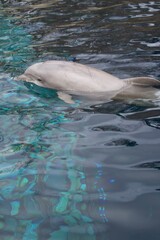 dolphin