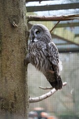 owl