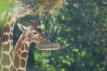 Raamstickers Giraffe in the zoo © Simon