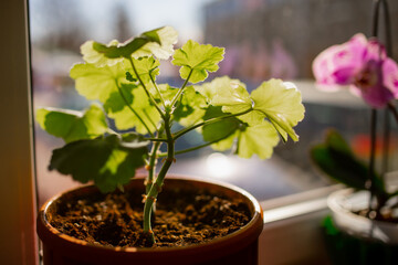 Green tree plant inside next to window during winter, creating oxygen
