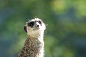 meerkat on the lookout
