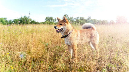 Obraz na płótnie Canvas shiba inu puppy walks in nature