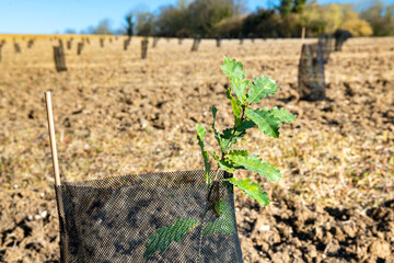 Plantation de chênes sur une parcelle agricole. Jeunes plants d'arbustes entourés de manchons de protection anti-gibier