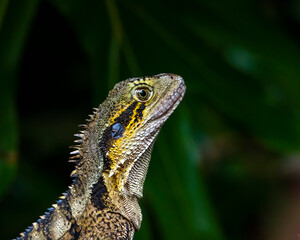 Beautiful unique common Australian water dragon (Intellagama lesueurii) resting on the sun spotted in Brisbane Botanic Gardens Mt Coot-tha, Queensland, Australia
