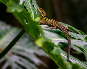 Beautiful juvenile australian water dragon (Intellagama lesueurii) rest on a big green leaf spotted in Brisbane Botanic Gardens Mt Coot-tha, Queensland, Australia