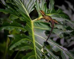 Beautiful juvenile australian water dragon (Intellagama lesueurii) rest on a big green leaf spotted in Brisbane Botanic Gardens Mt Coot-tha, Queensland, Australia