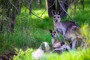 Naklejka na ściany i meble Beautiful lovely cute eastern grey kangaroo with joey resting on the grass in Tinchi Tamba Wetlands near Brisbane, Queensland, Australia