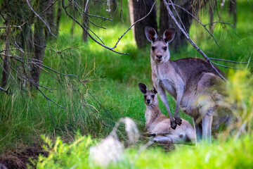 Beautiful lovely cute eastern grey kangaroo with joey resting on the grass in Tinchi Tamba Wetlands near Brisbane, Queensland, Australia