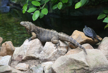 iguana on rock