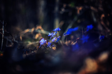 small blue flowers in spring forest