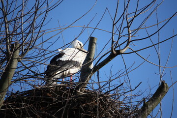 Ein Weißstorch in seinem Nest-Horst nach Rückkehr aus seinem Winterquartier, in Lippetal Lippborg im März aufgenommen.