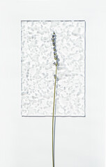 Lavender creative composition. Delicate modern mock up with dried flowers.