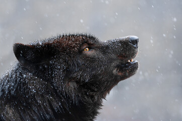 Canadian wolf howling in bad winter weather