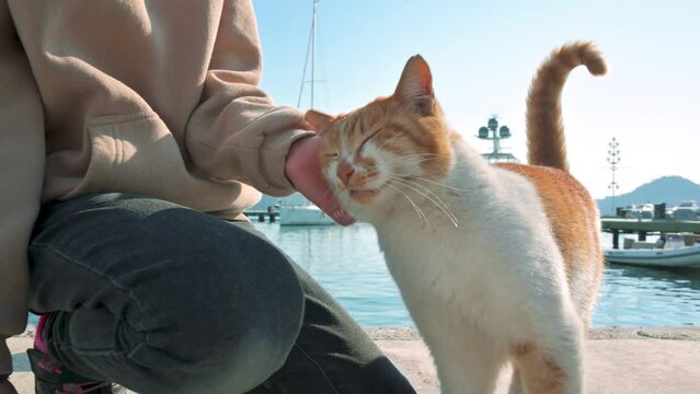 Girl tender petting a red cat in the yacht port. Kash city in Turkey. 4k footage UHD 3840x2160 
