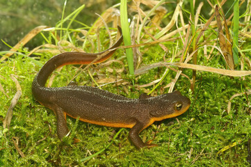 Closeup on a male, poisonous Californian Rough skinned newt, Taricha granulosa