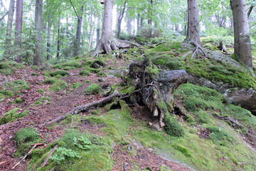 A torn up stump in a forest, green moss and dry brown leaves