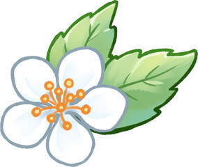 white flower isolated on white