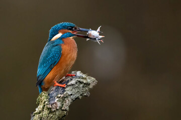 Kingfisher perched on branch with fish