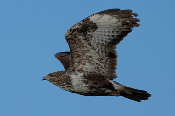 Common Buzzard flying passed