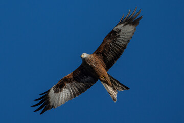 Red kite soaring overhead