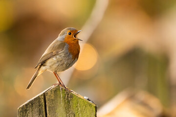 Robin singing in golden light