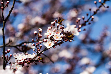 The fruits blossom in spring. Spring blossoms in forest,fields and parks.