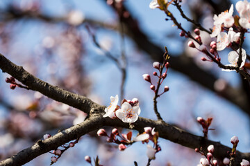 The fruits blossom in spring. Spring blossoms in forest,fields and parks.