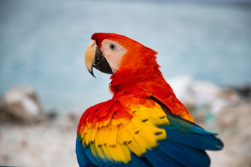 parrot / Macaw Close Up portrait
