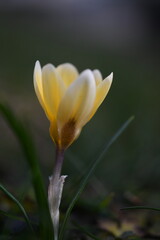 Fototapeta premium Yellow flower