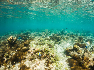 Naklejka na ściany i meble corals and tropical fish underwater sea life
