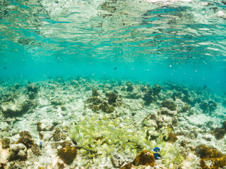 corals and tropical fish underwater sea life