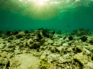 corals and tropical fish underwater sea life