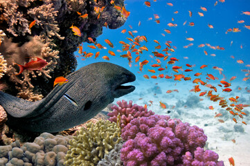 Gray Moray Eel in Reef Cave on Red Sea Reef